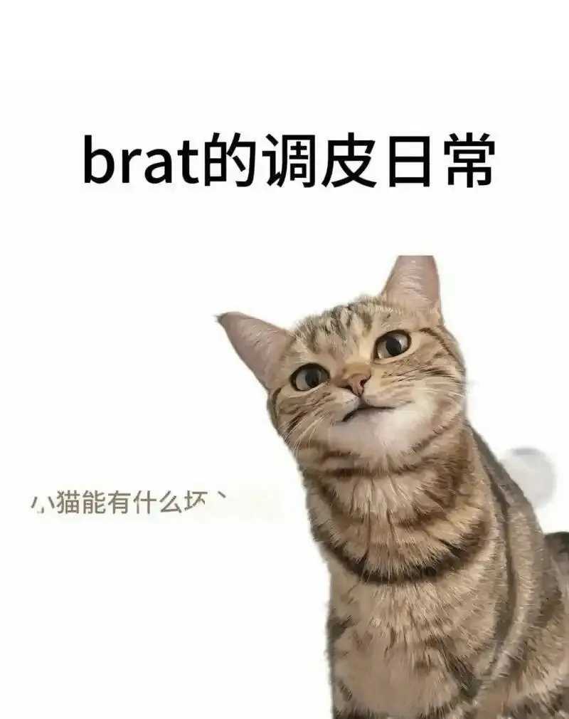 西檬之家-Sub是什么？字母圈新人入圈指南